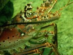 cieloestrellas reef5.jpg